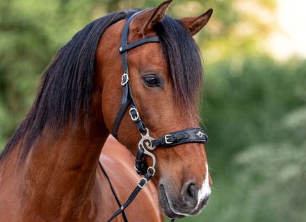 Gebisslose Trensen zum Testen