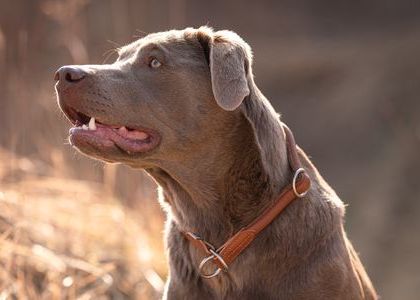 Zugstopp-Halsband Leder