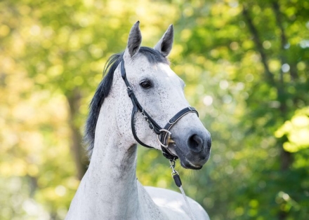 Kappzaum ohne Naseneisen