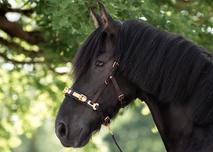 Kappzaum mit Wiener Naseneisen