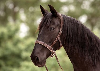 Multifunktionskappzaum