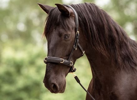 Kappzäume zum Testen