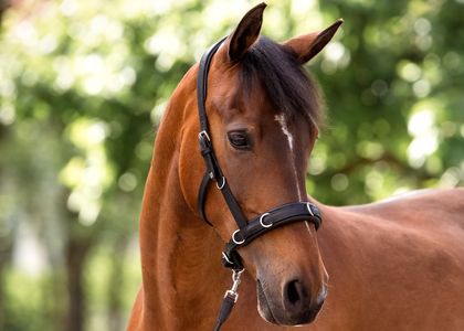 Kappzaum mit formbarem Naseneisen