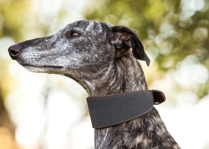 Windhundhalsband Leder