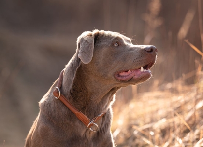 Einzelstücke B-Ware für Hunde 