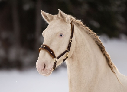 Lederhalfter Barock mit Lammfell 