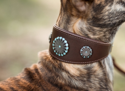 Windhundhalsband Meeresblume 