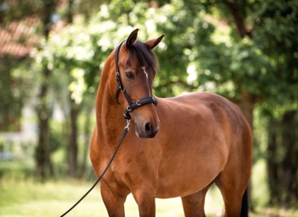 Multifunktions-Kappzaum Varioso 