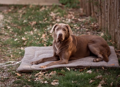 Outdoor-Hundedecke für unterwegs, Wollfilz 
