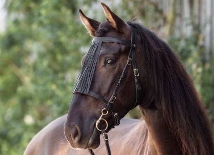 Spanischer Stirnriemen 