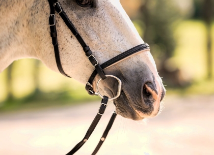 Portugiesische Trense Aurora 