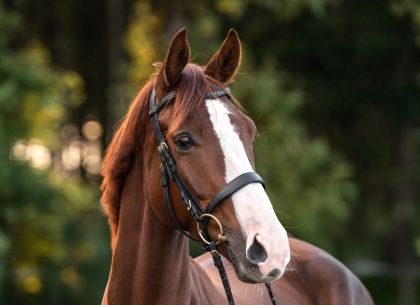 Englische Trense Classic Contour 