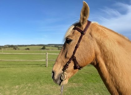 Trense ohne Reithalfter Liberia 