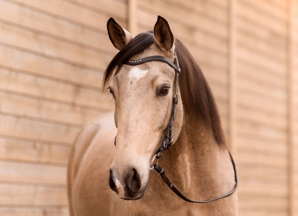 Trense ohne Reithalfter Liberia 