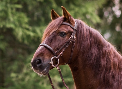 Trense Liberta Auslaufmodell 