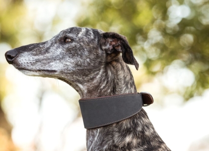 Windhundhalsband Traumfänger 