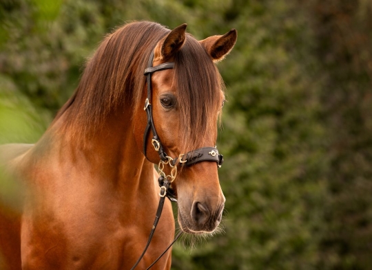 Barock Glücksrad Trense 