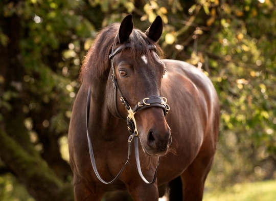 Cavemore Warmblut | schwarz | messing | 3,20 m