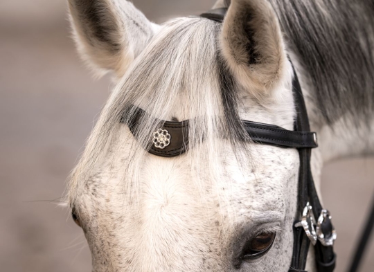 Geschwungener Barock-Stirnriemen mit Emblem 