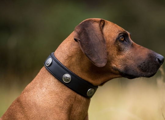 Halsband Königskind Rindsleder 