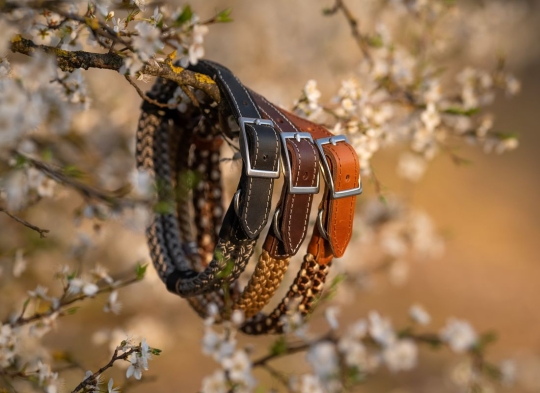 Hunde-Halsband Tau Bonito 
