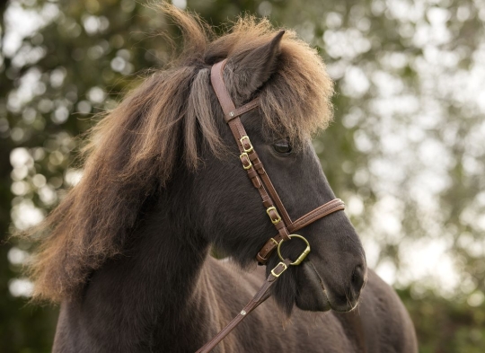 Isländer Trense Ronda havanna/cognac/messing | mit Zügel 2,90 m