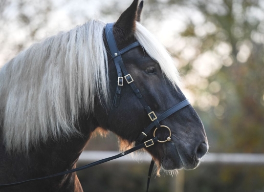 Trense für Kaltblut 