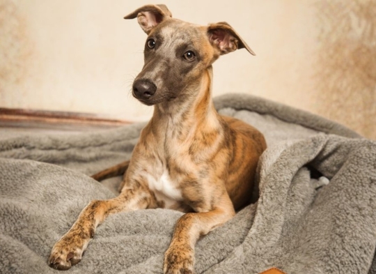 Kuschelschlafsack Premium aus Teddyfleece 