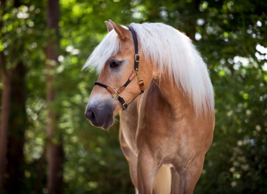 Lederhalfter Auslaufmodelle 