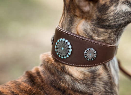 Windhundhalsband Meeresblume 