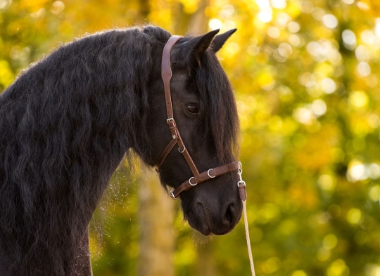 Multifunktions-Kappzaum Caniro Araber/Pony | havanna | silber | ohne Gebissriemen