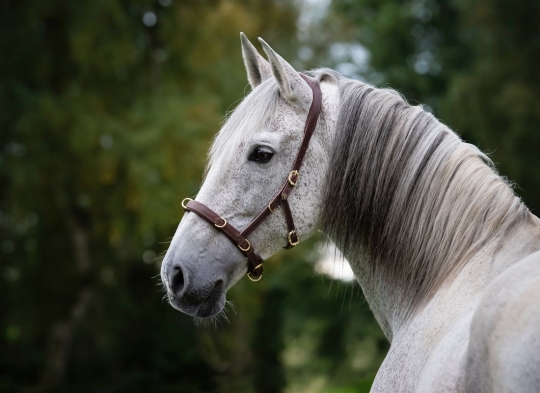 Multifunktions-Kappzaum Galanto Warmblut | havanna | messing | mit Gebissriemen