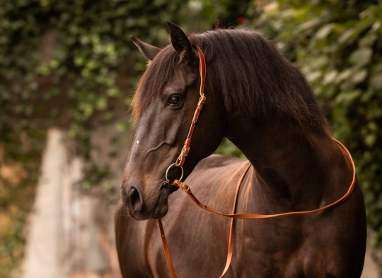 Semizaum Clarida Vollblut/Warmblut | cognac | messing