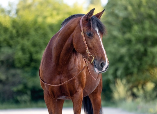 Semizaum Barock Araber/Pony | cognac | messing