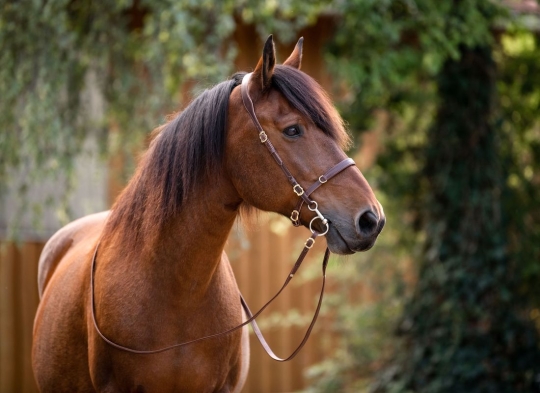 Semizaum Barock Araber/Pony | havanna | messing