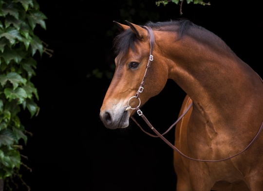 Semizaum Barock Vollblut/Warmblut | havanna | silber