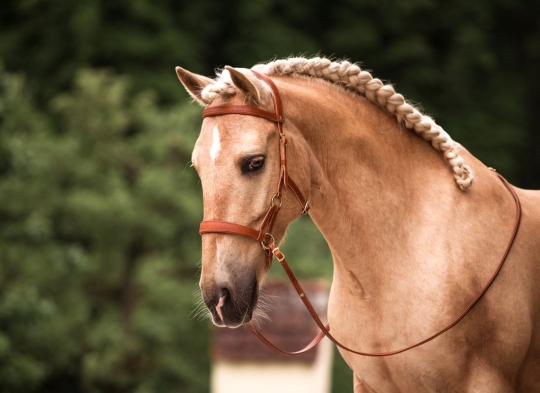 Sidepull Canosa Warmblut | cognac | messing | 2,90 m