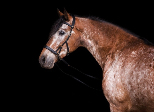Sidepull Canosa Araber/Pony | schwarz | messing | ohne Zügel