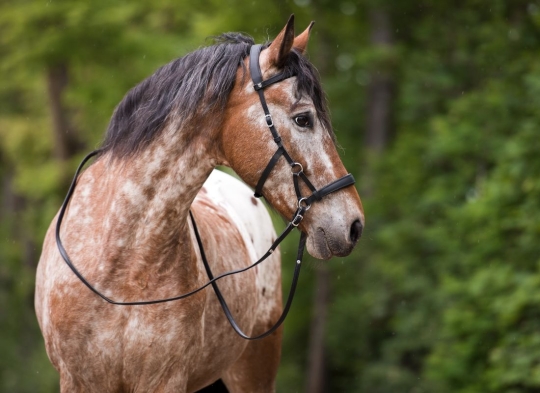 Sidepull Canosa Warmblut | schwarz | silber | ohne Zügel