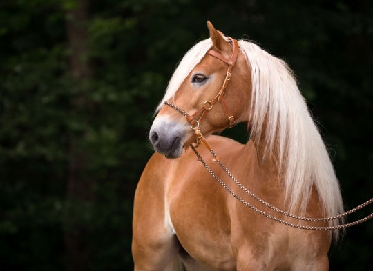 Sidepull Yukon Araber/Pony | cognac/coffee | messing | ohne Zügel | ohne Zügel