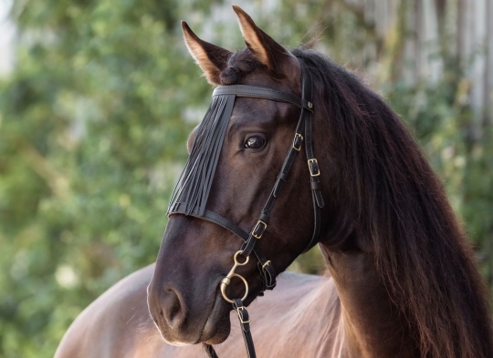 Spanischer Stirnriemen 