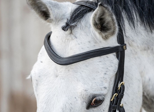Geschwungener Stirnriemen Leder 