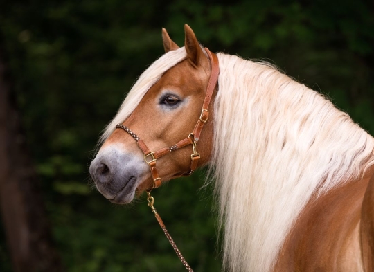 Tauwerk-Halfter cognac/coffee Warmblut | messing