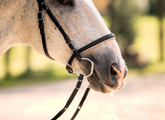 Portugiesische Trense Aurora 