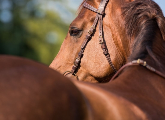 Western Trense Utah Araber/Pony | havanna mit Kontrastnaht | messing | Standardzügel 2,90 m
