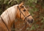 morepic-1