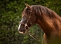 morepic-1