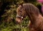 morepic-1