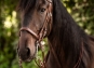 morepic-1