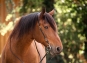 morepic-1